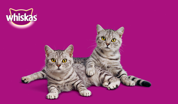 Testresultaten: Whiskas Casserole