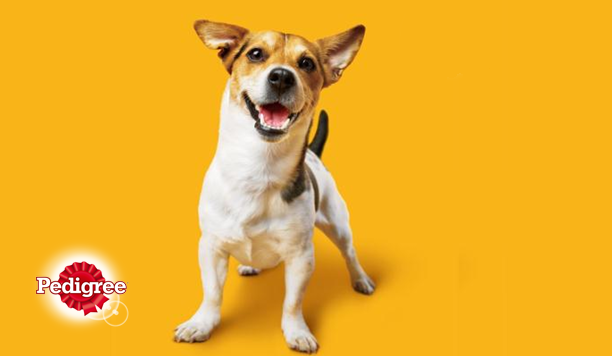 Testresultaten: PEDIGREE® Sticks, lekker kauwen en poetsen