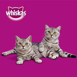 Testresultaten:  Whiskas Casserole